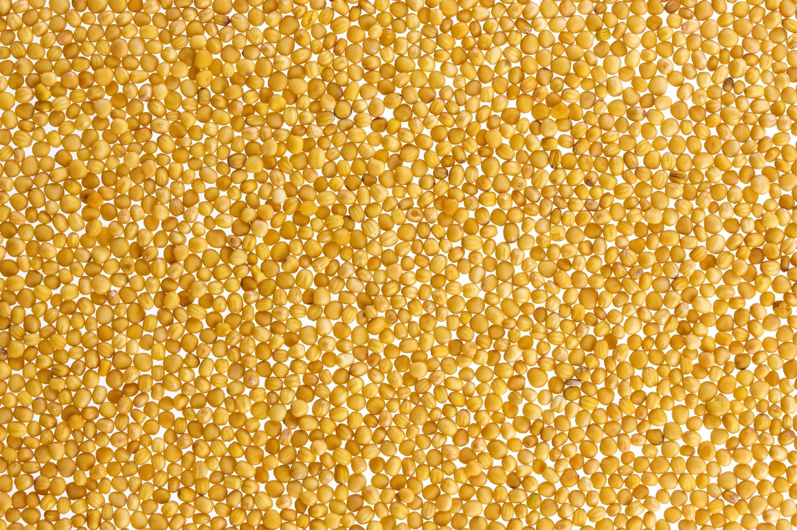 Mustard isolated on white background