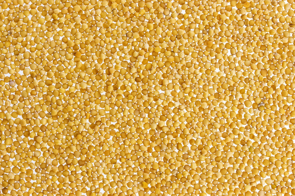 Mustard isolated on white background