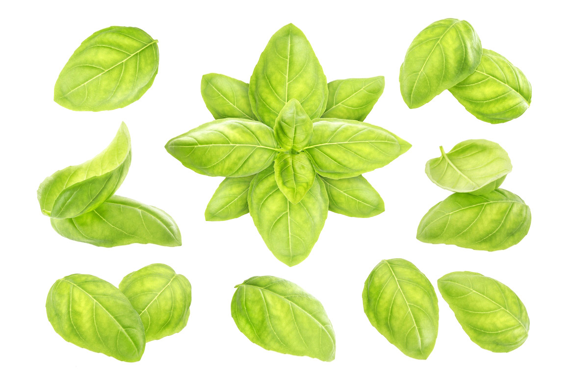 Basil leaves isolated on white background Basil leaves isolated on white background