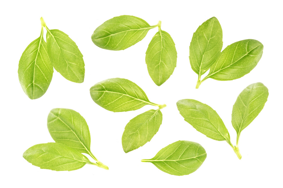 Basil leaves isolated on white background Basil leaves isolated on white background