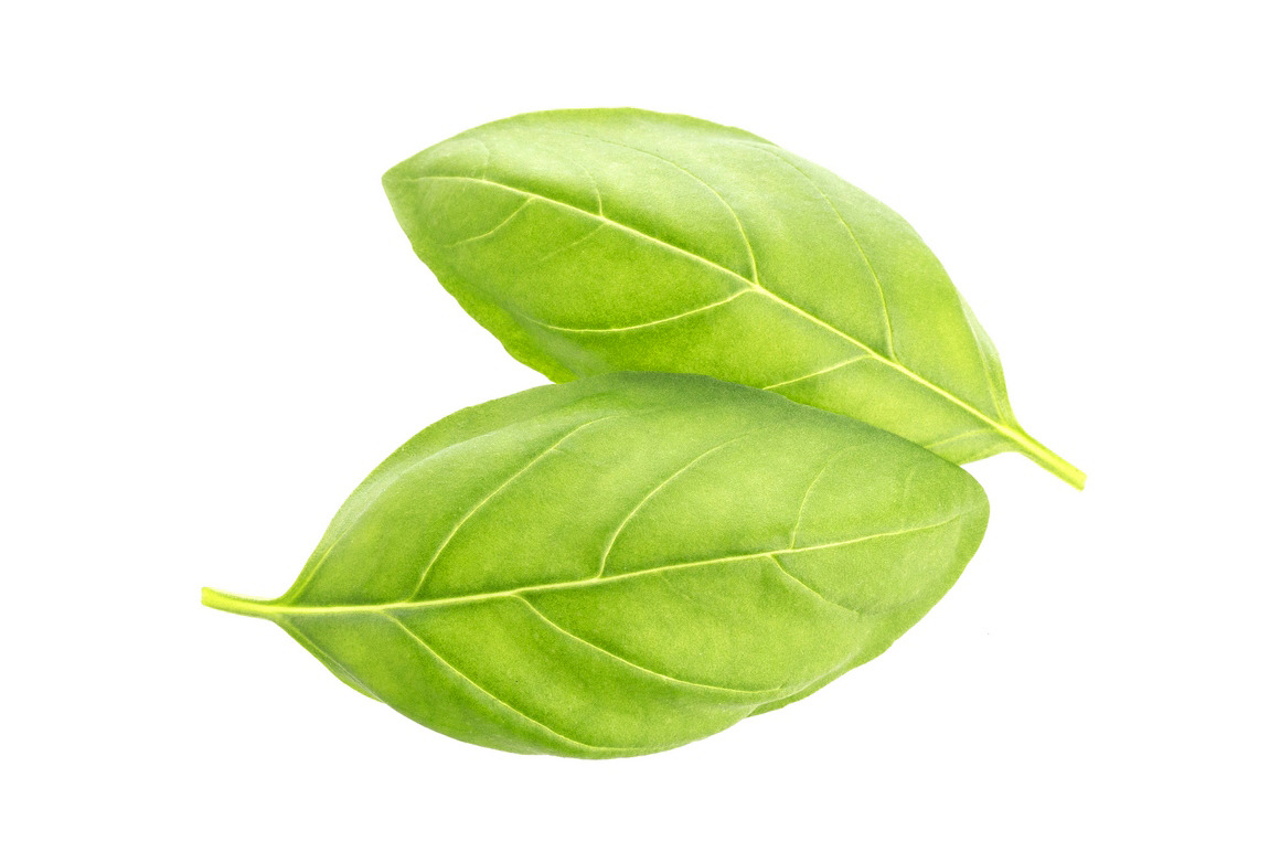 Basil leaves isolated on white background Basil leaves isolated on white background