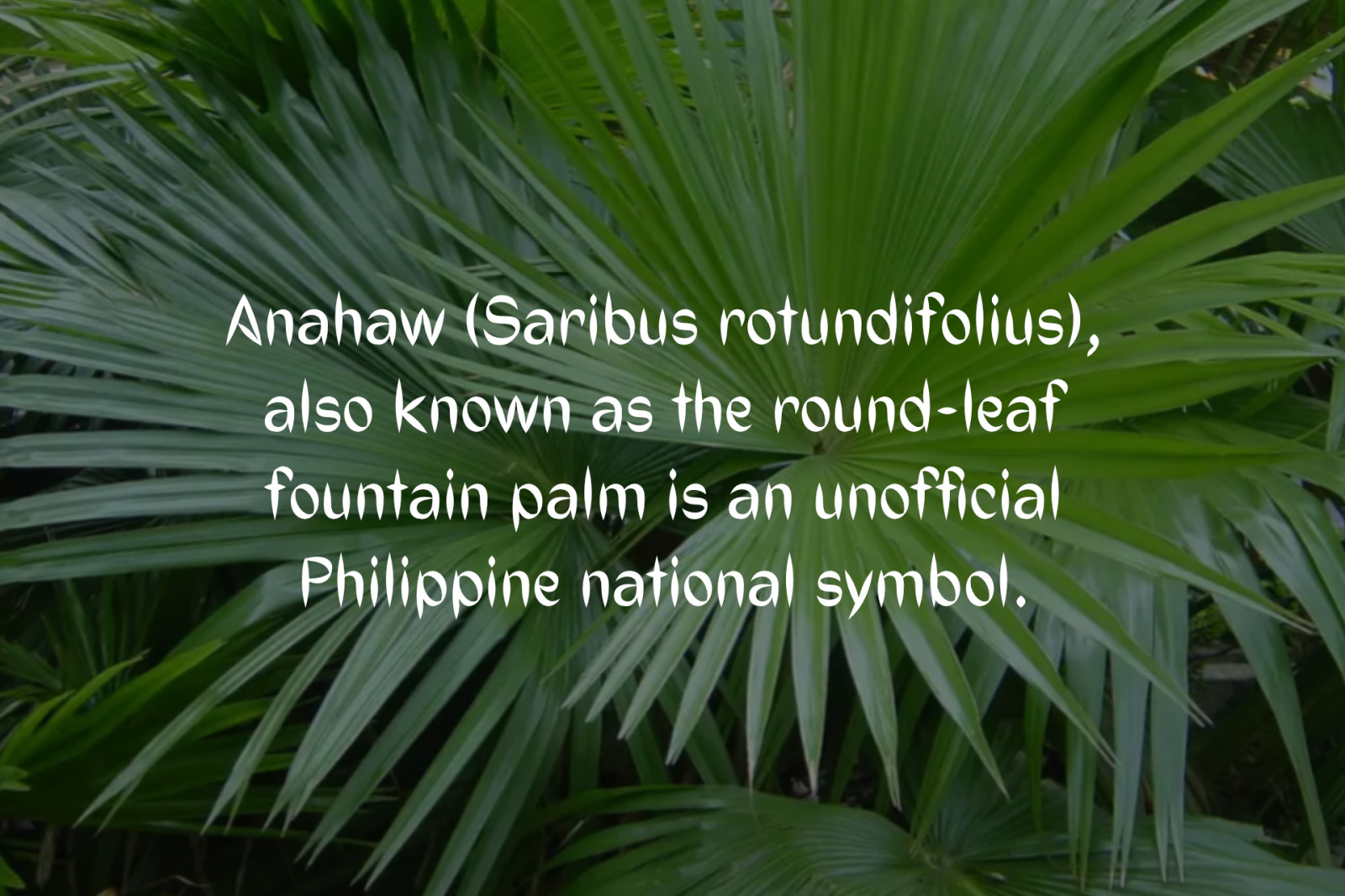 Anahaw Typeface Anahaw Typeface