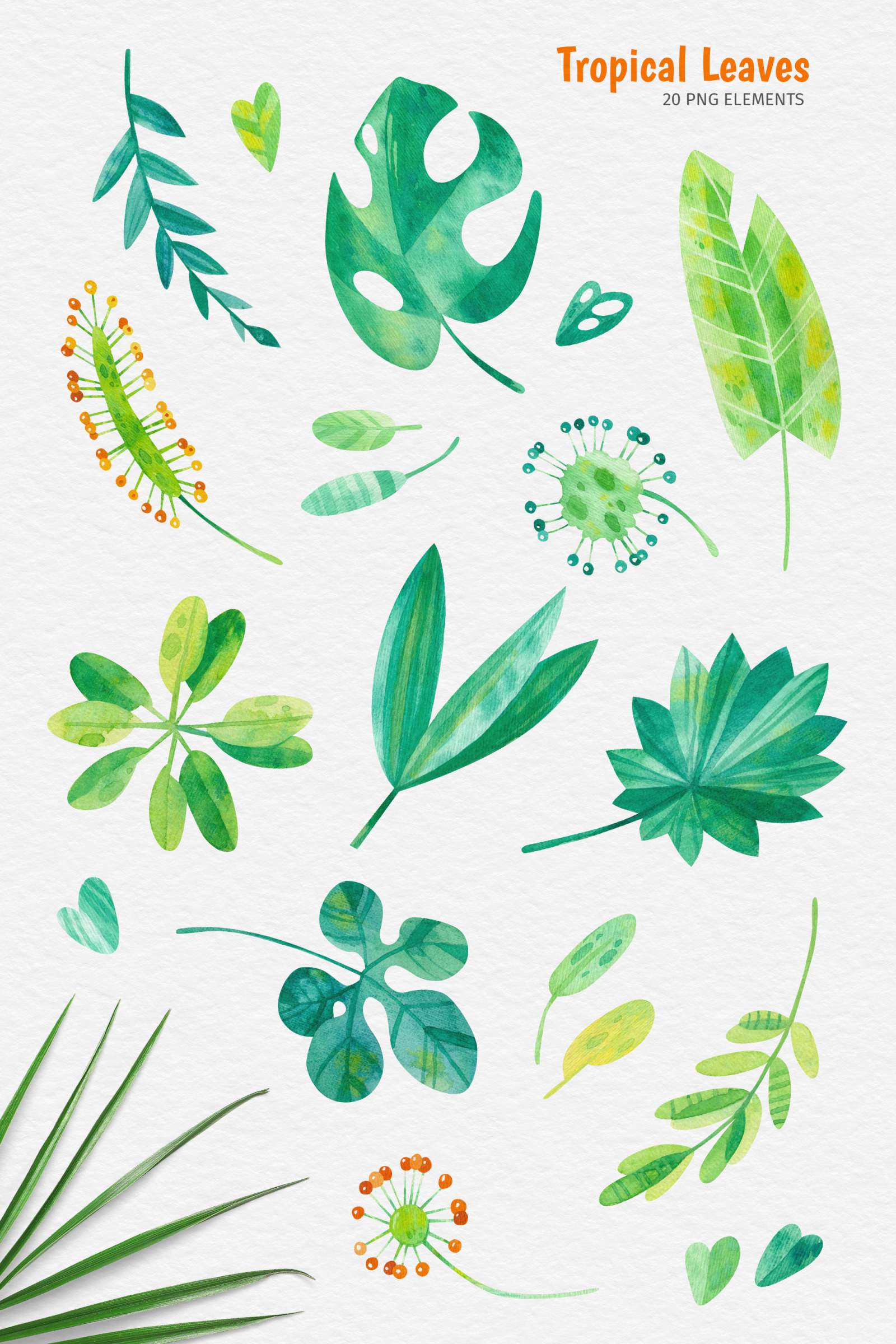 Tropical leaves. Watercolor set - clipart, patterns, frames