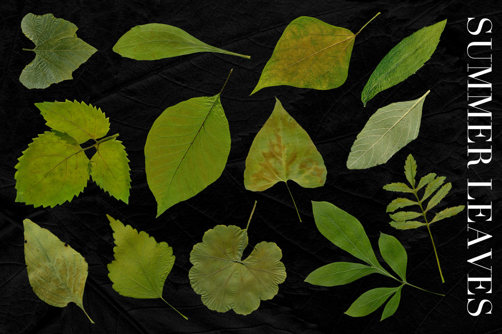 Fall Leaves Elements & Backgrounds Fall Leaves Elements & Backgrounds