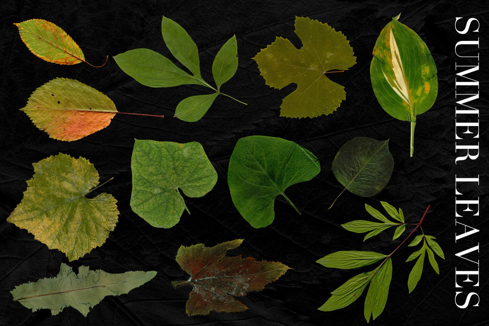 Fall Leaves Elements & Backgrounds Fall Leaves Elements & Backgrounds