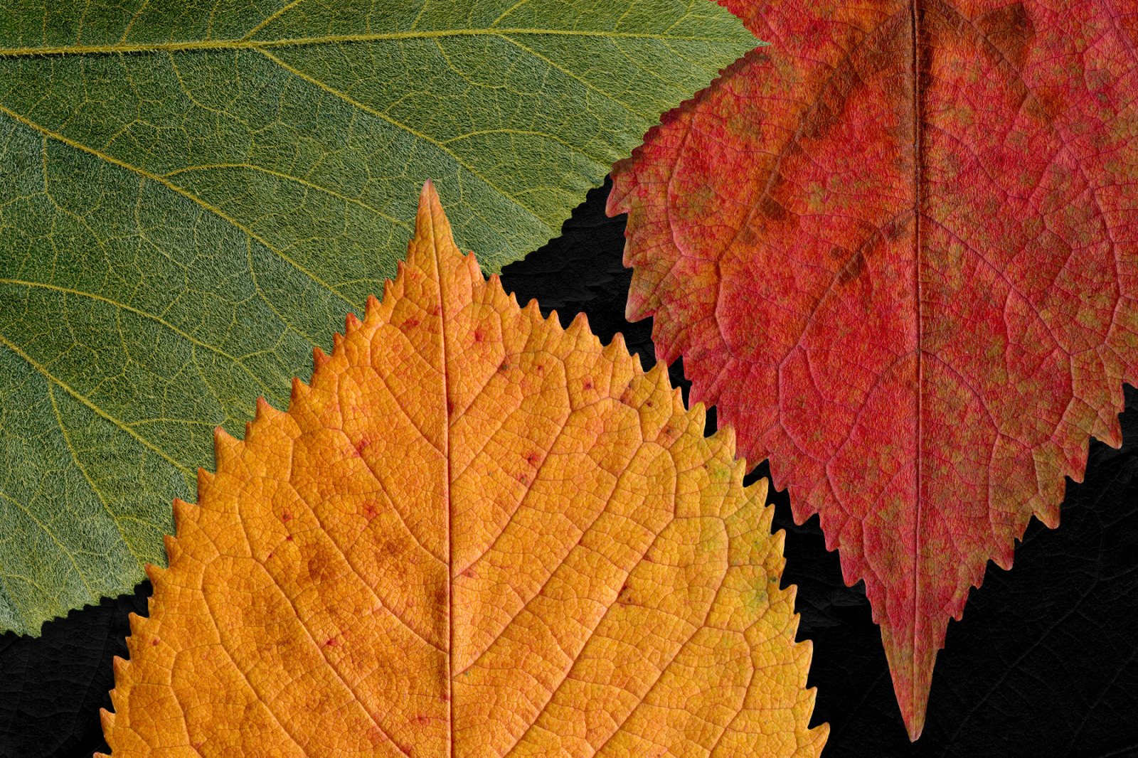 Fall Leaves Elements & Backgrounds Fall Leaves Elements & Backgrounds