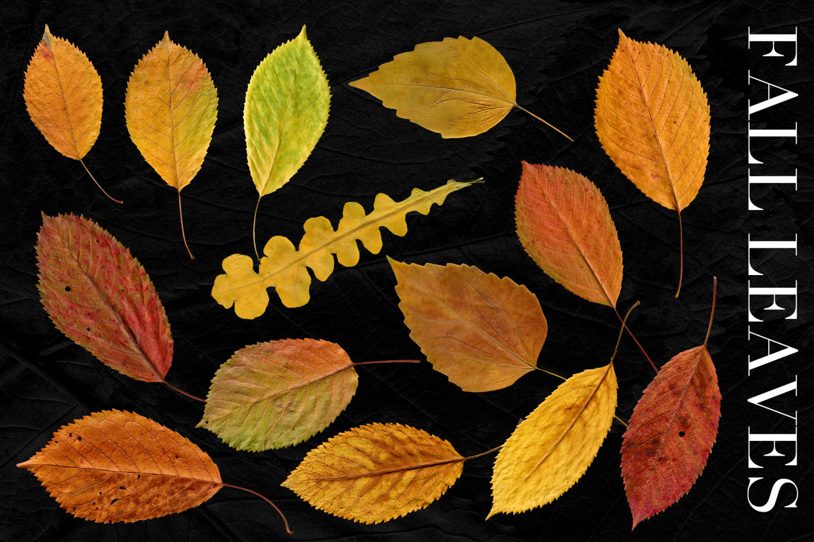 Fall Leaves Elements &amp; Backgrounds