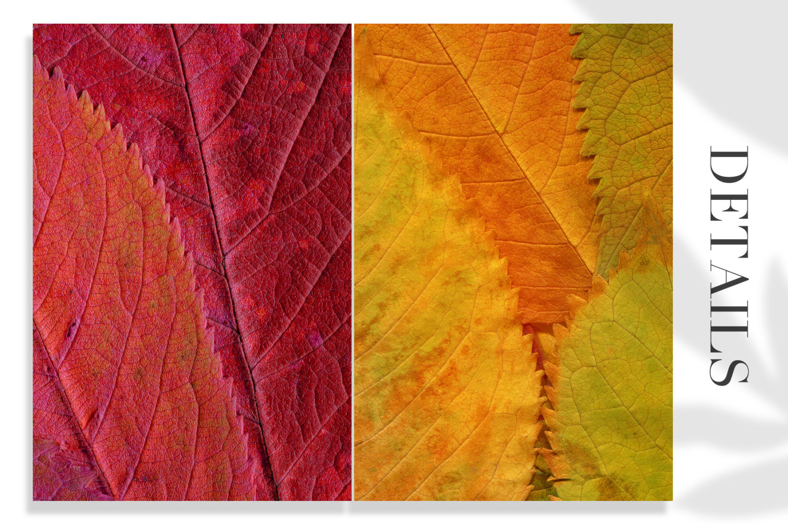 Fall Leaves Elements &amp; Backgrounds