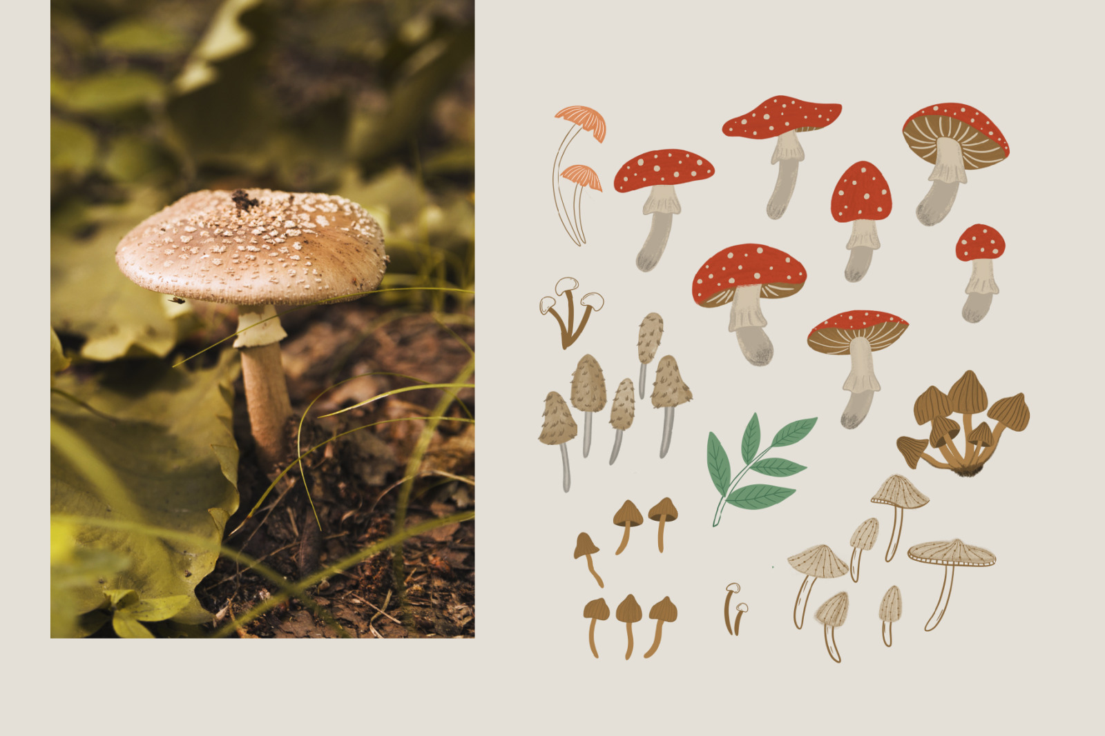 Mushroom pattern collection Mushroom pattern collection