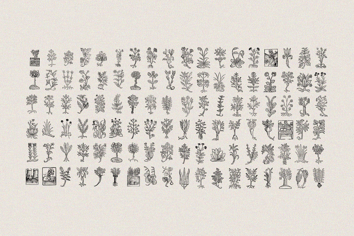 Herbarium - Botanical Collection Herbarium - Botanical Collection