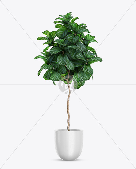 Plant Ficus Lyrata in the Pot Mockup