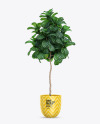 Plant Ficus Lyrata in the Pot Mockup