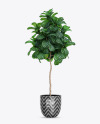 Plant Ficus Lyrata in the Pot Mockup