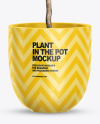 Plant Ficus Lyrata in the Pot Mockup