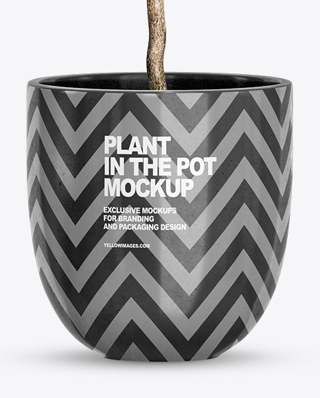 Plant Ficus Lyrata in the Pot Mockup