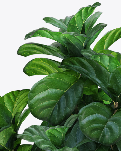 Plant Ficus Lyrata in the Pot Mockup