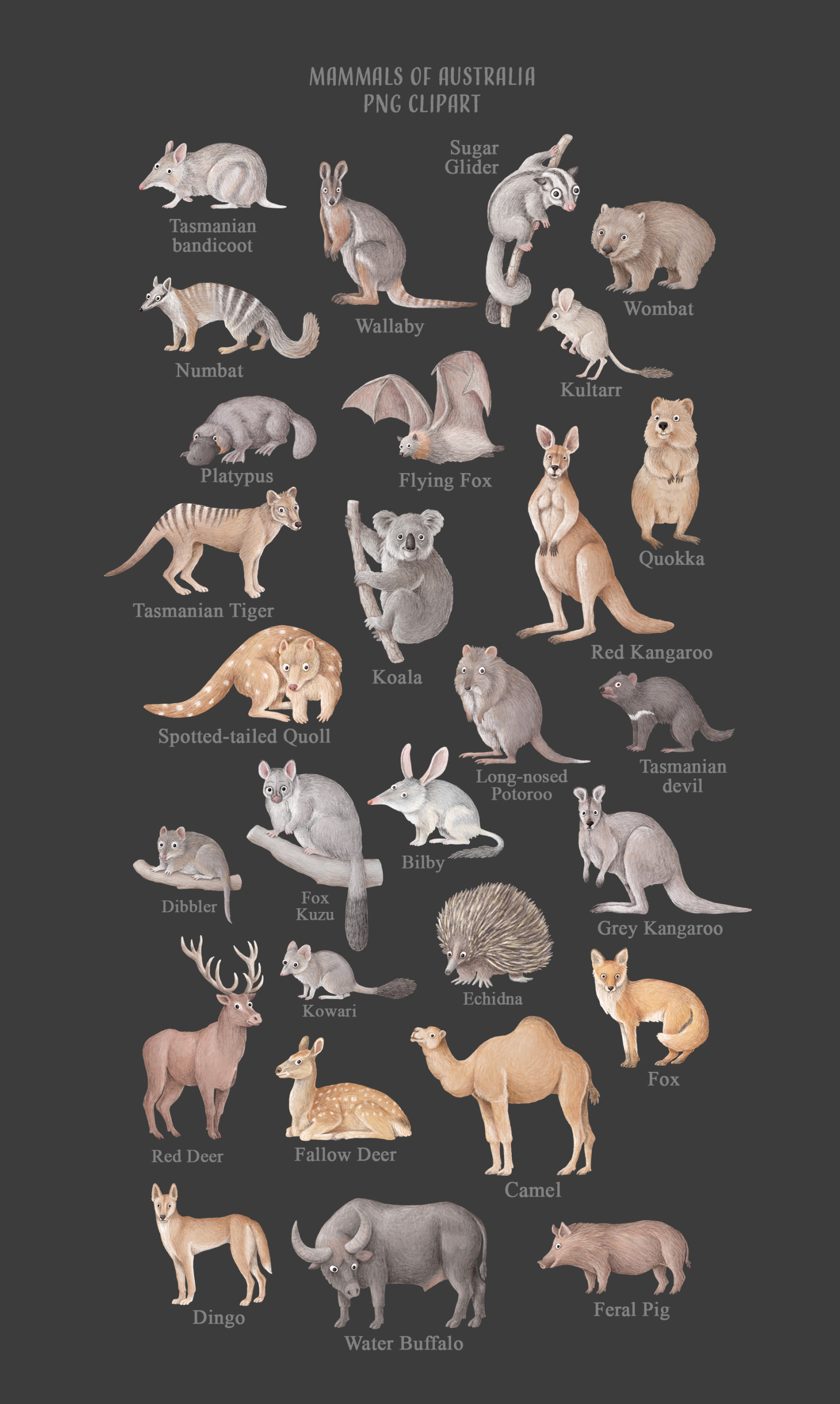 Animals of Australia Animals of Australia