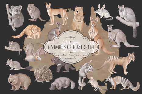 Animals of Australia - Wildlife