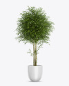 Bamboo in the Pot Mockup