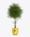 Bamboo in the Pot Mockup