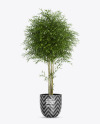 Bamboo in the Pot Mockup