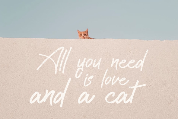 Cattily Calligraphy Font Cattily Calligraphy Font