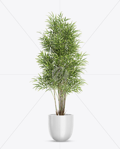 Bamboo in the Pot Mockup