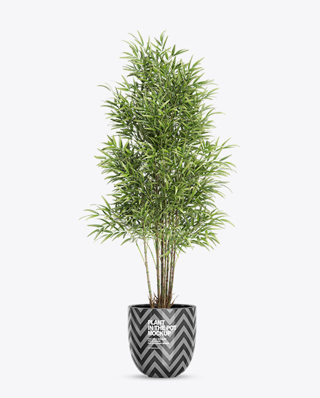 Bamboo in the Pot Mockup