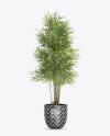 Bamboo in the Pot Mockup