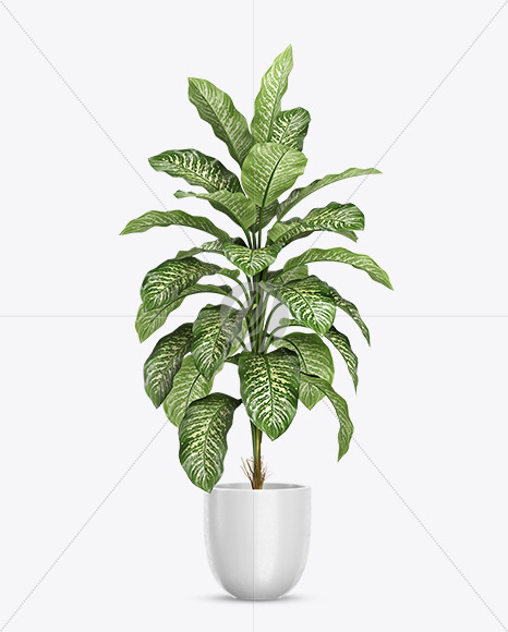 Dieffenbachia in the Pot Mockup