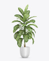 Dieffenbachia in the Pot Mockup