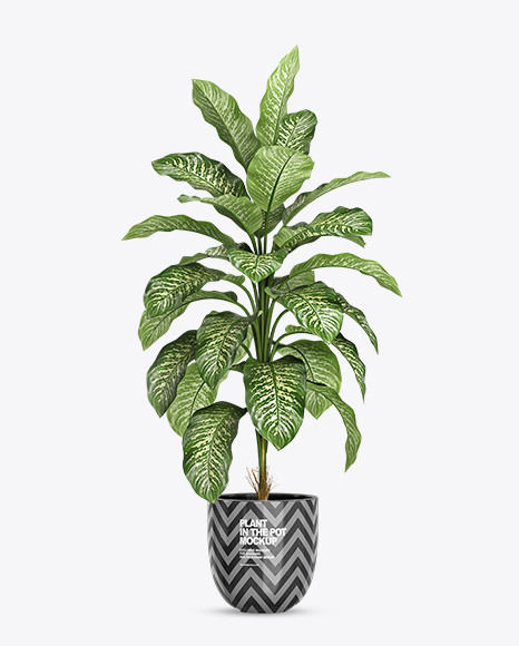 Dieffenbachia in the Pot Mockup