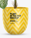 Dieffenbachia in the Pot Mockup