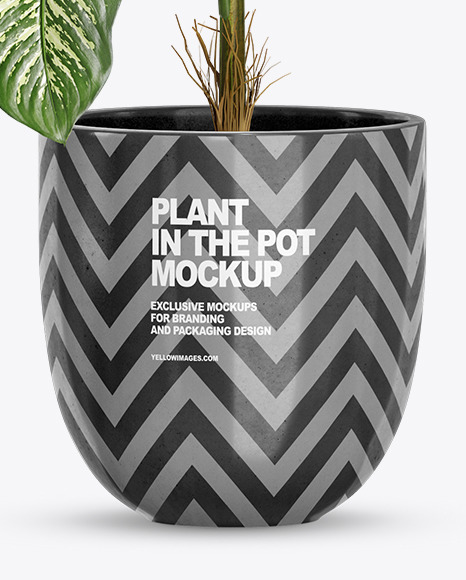 Dieffenbachia in the Pot Mockup
