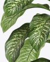 Dieffenbachia in the Pot Mockup