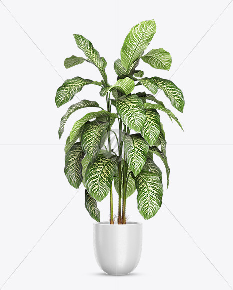 Dieffenbachia in the Pot Mockup