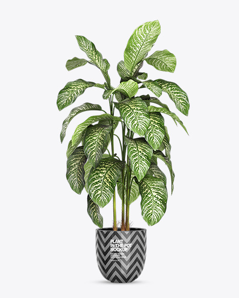 Dieffenbachia in the Pot Mockup