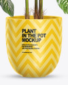 Dieffenbachia in the Pot Mockup