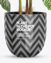 Dieffenbachia in the Pot Mockup