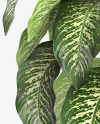 Dieffenbachia in the Pot Mockup