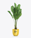 Banana Palm in the Pot Mockup