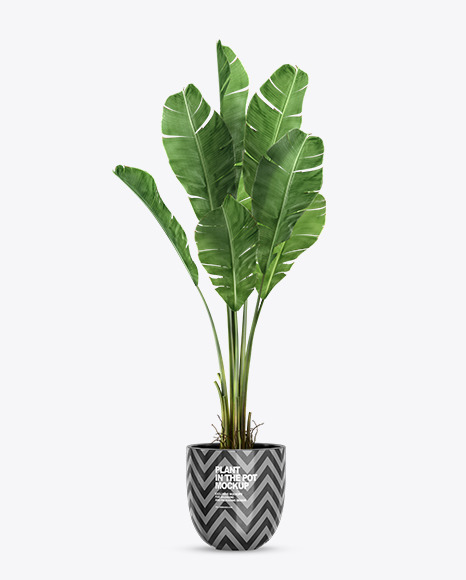 Banana Palm in the Pot Mockup