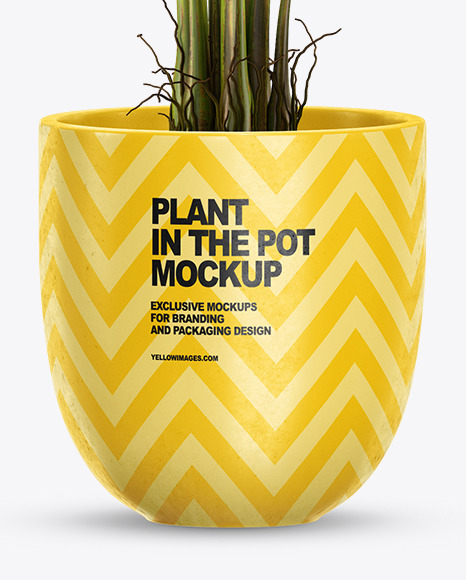 Banana Palm in the Pot Mockup