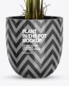 Banana Palm in the Pot Mockup