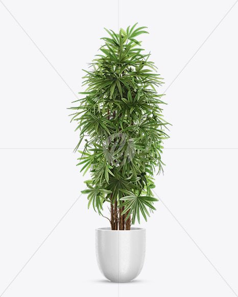 Rhapis in the Pot Mockup