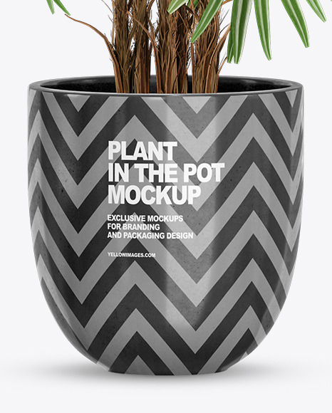 Rhapis in the Pot Mockup