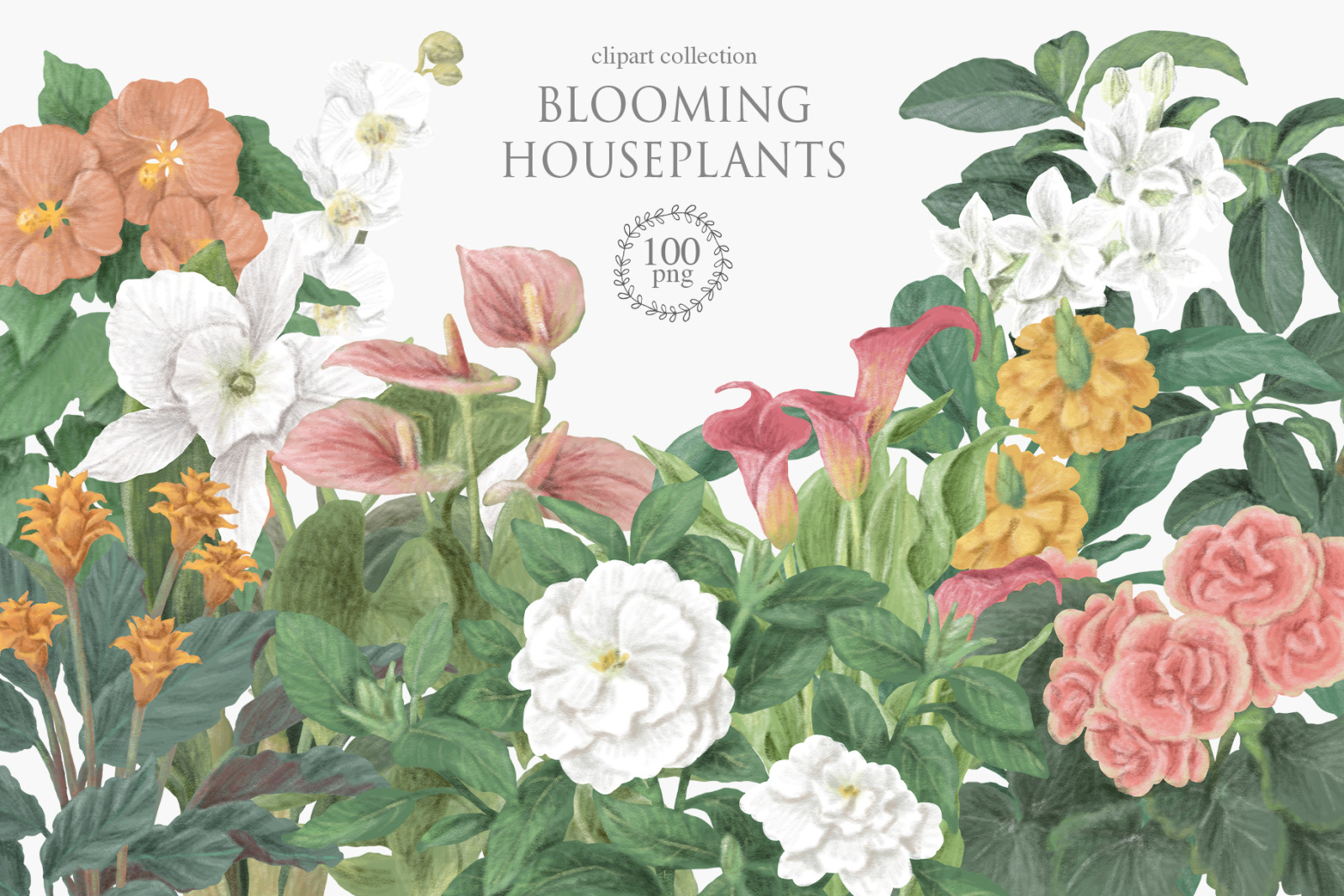 Blooming houseplants Blooming houseplants