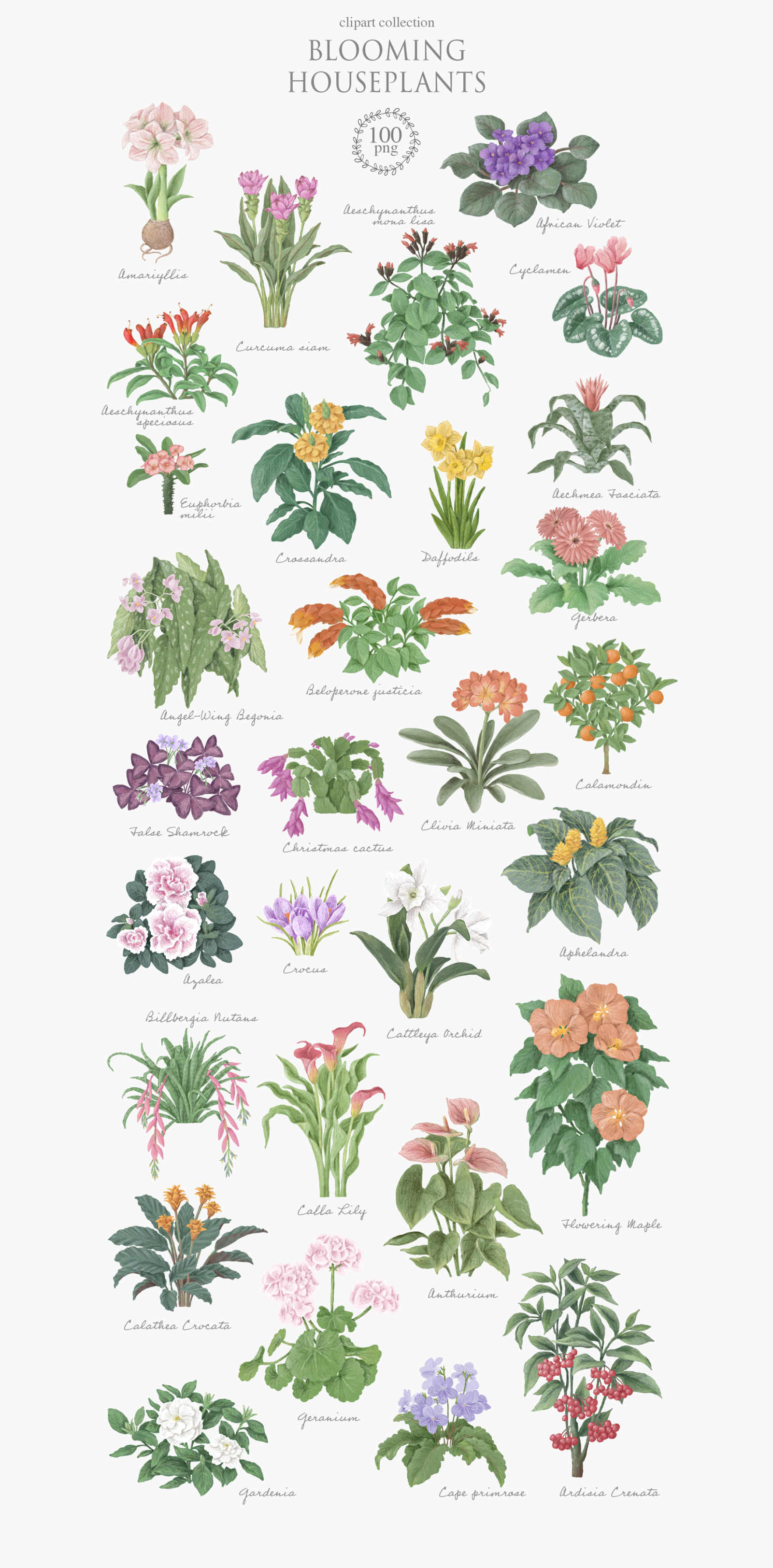 Blooming houseplants Blooming houseplants