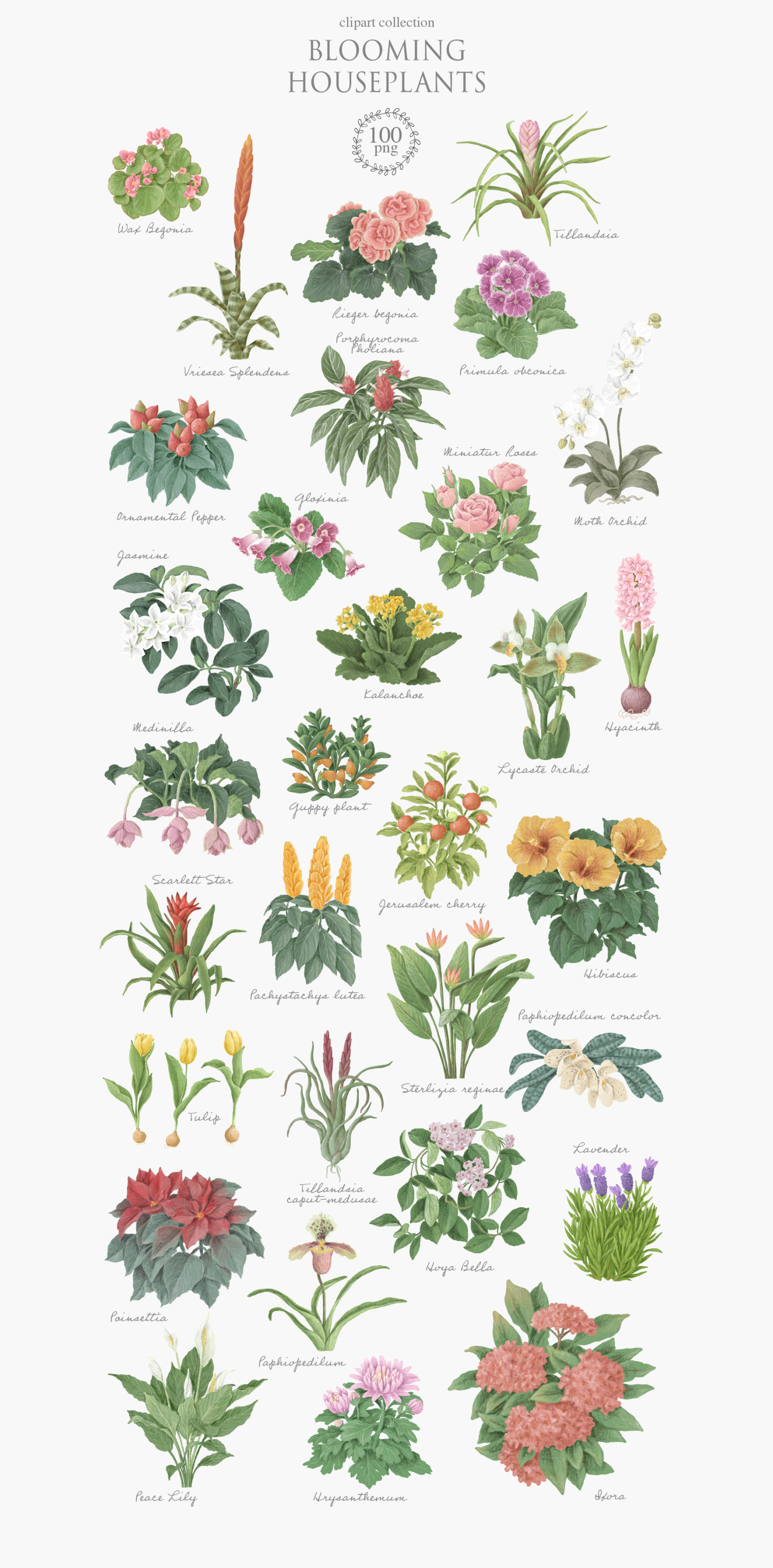 Blooming houseplants Blooming houseplants