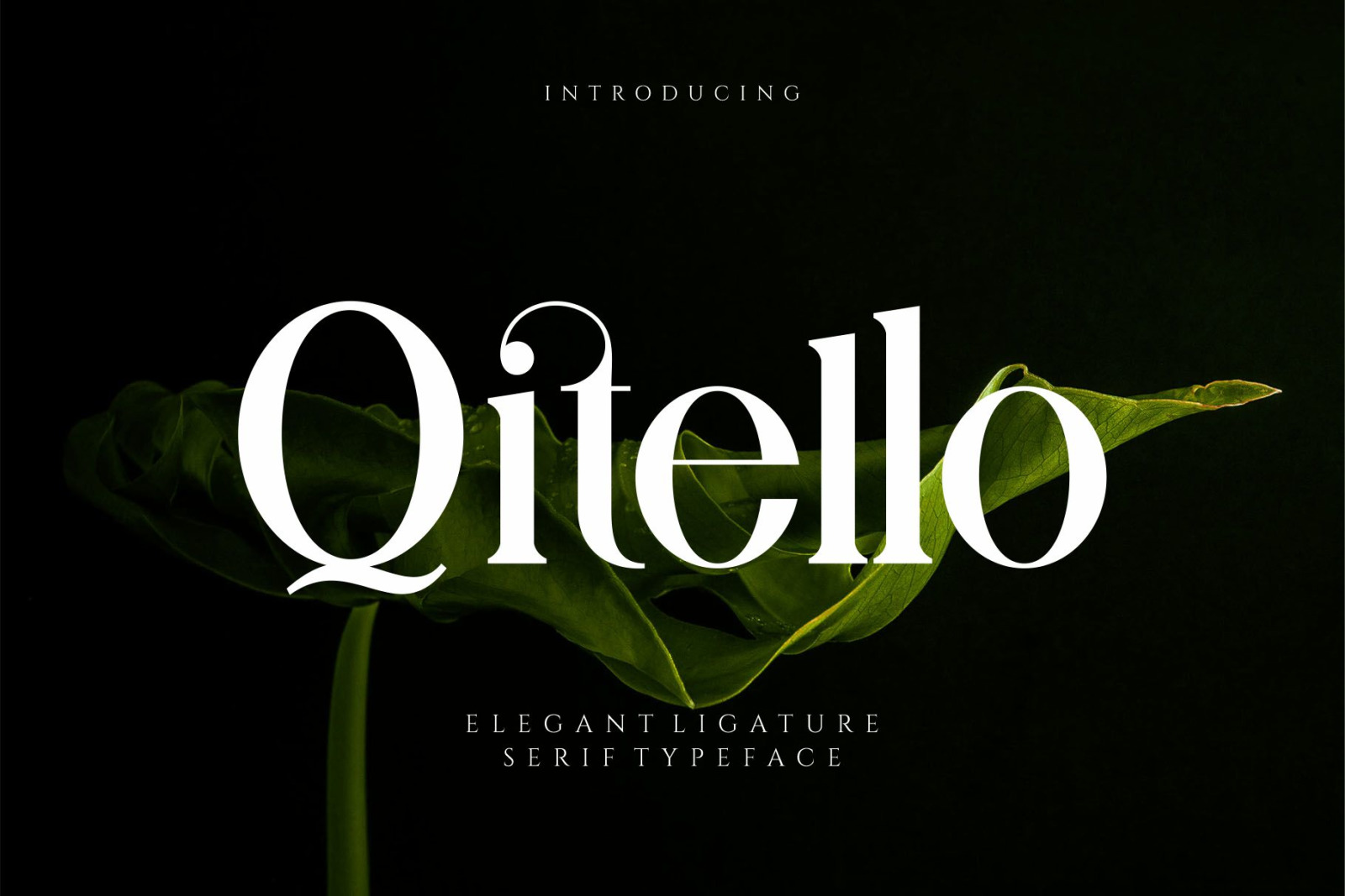 Qitello Ligature Serif Typeface